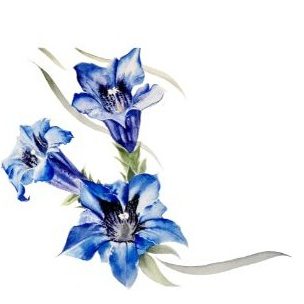 La Voie des Plantes Sauvages — Nathalie, praticienne en
herboristerie, balades cueillette en Périgord Noir,
partenaire de L'Abri de la Lanterne